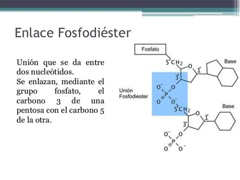 enlace fosfodiester